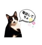 mon*habi猫スタンプ 2（個別スタンプ：3）