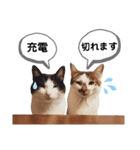 mon*habi猫スタンプ 2（個別スタンプ：4）
