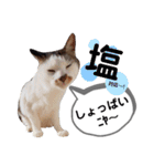 mon*habi猫スタンプ 2（個別スタンプ：5）
