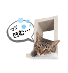 mon*habi猫スタンプ 2（個別スタンプ：6）