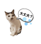 mon*habi猫スタンプ 2（個別スタンプ：7）