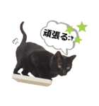 mon*habi猫スタンプ 2（個別スタンプ：8）