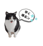 mon*habi猫スタンプ 2（個別スタンプ：9）