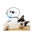 mon*habi猫スタンプ 2（個別スタンプ：10）