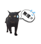 mon*habi猫スタンプ 2（個別スタンプ：11）