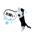 mon*habi猫スタンプ 2（個別スタンプ：12）