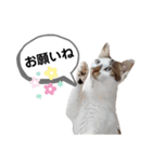 mon*habi猫スタンプ 2（個別スタンプ：13）