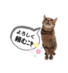 mon*habi猫スタンプ 2（個別スタンプ：14）