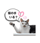 mon*habi猫スタンプ 2（個別スタンプ：15）