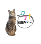 mon*habi猫スタンプ 2（個別スタンプ：16）