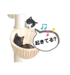 mon*habi猫スタンプ 2（個別スタンプ：18）