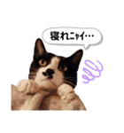 mon*habi猫スタンプ 2（個別スタンプ：19）