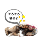mon*habi猫スタンプ 2（個別スタンプ：20）