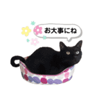 mon*habi猫スタンプ 2（個別スタンプ：22）