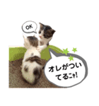 mon*habi猫スタンプ 2（個別スタンプ：23）