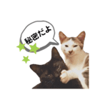 mon*habi猫スタンプ 2（個別スタンプ：24）