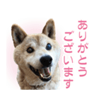 柴犬【太郎】敬語バージョン（個別スタンプ：1）