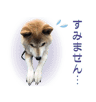 柴犬【太郎】敬語バージョン（個別スタンプ：2）