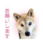柴犬【太郎】敬語バージョン（個別スタンプ：3）