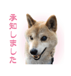 柴犬【太郎】敬語バージョン（個別スタンプ：4）