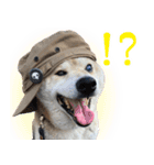 柴犬【太郎】敬語バージョン（個別スタンプ：5）