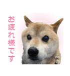 柴犬【太郎】敬語バージョン（個別スタンプ：6）