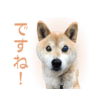 柴犬【太郎】敬語バージョン（個別スタンプ：7）