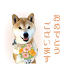 柴犬【太郎】敬語バージョン（個別スタンプ：8）