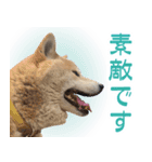 柴犬【太郎】敬語バージョン（個別スタンプ：9）