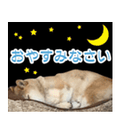柴犬【太郎】敬語バージョン（個別スタンプ：10）