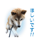 柴犬【太郎】敬語バージョン（個別スタンプ：11）