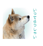 柴犬【太郎】敬語バージョン（個別スタンプ：13）