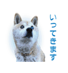 柴犬【太郎】敬語バージョン（個別スタンプ：14）