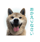 柴犬【太郎】敬語バージョン（個別スタンプ：15）