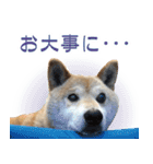 柴犬【太郎】敬語バージョン（個別スタンプ：16）