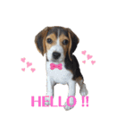 エル うちのビーグル犬（個別スタンプ：1）