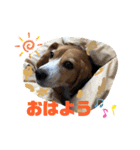 エル うちのビーグル犬（個別スタンプ：2）