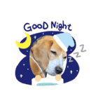 エル うちのビーグル犬（個別スタンプ：3）