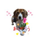 エル うちのビーグル犬（個別スタンプ：5）