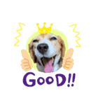 エル うちのビーグル犬（個別スタンプ：6）