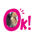 エル うちのビーグル犬（個別スタンプ：7）