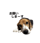 エル うちのビーグル犬（個別スタンプ：9）
