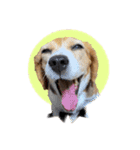 エル うちのビーグル犬（個別スタンプ：10）