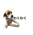 エル うちのビーグル犬（個別スタンプ：11）