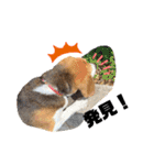 エル うちのビーグル犬（個別スタンプ：12）