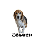 エル うちのビーグル犬（個別スタンプ：13）