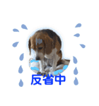 エル うちのビーグル犬（個別スタンプ：14）