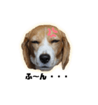 エル うちのビーグル犬（個別スタンプ：15）
