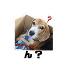 エル うちのビーグル犬（個別スタンプ：17）