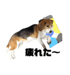 エル うちのビーグル犬（個別スタンプ：19）